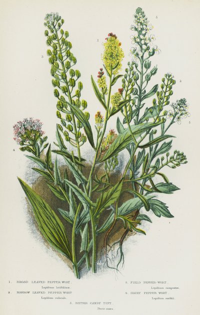 Bloeiende planten van Groot-Brittannië: Breedbladige Peperwortel, Smalbladige Peperwortel, Veldpeperwortel, Harige Peperwortel, Bittere Snoepkruid door English School