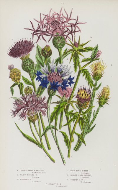 Bloeiende Planten van Groot-Brittannië: Bruinstralige Knoopkruid, Zwart Schijndistel, Grote Knoopkruid, Korenbloem, Jersey Sterrenkruid, Gewone Sterrenkruid, Gele Sterrenkruid door English School