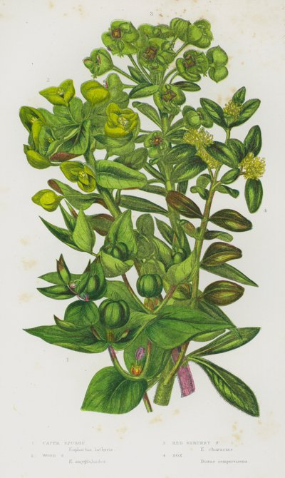 Bloeiende Planten van Groot-Brittannië: Wolfsmelk, Houtwolfsmelk, Rode Struikwolfsmelk, Buxus door English School