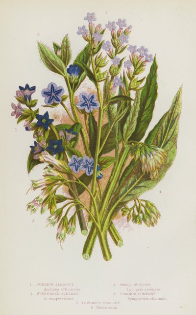 Bloeiende planten van Groot-Brittannië: Gewone Alkanet, Wintergroene Alkanet, Kleine Ossentong, Gewone Smeerwortel, Knolvormige Smeerwortel (kleur litho) door English School