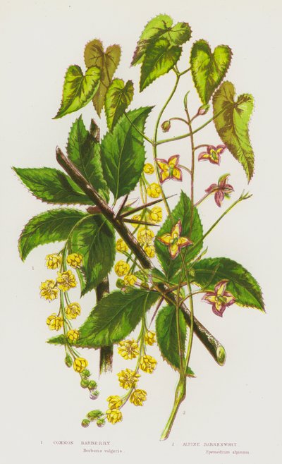 Bloeiende planten van Groot-Brittannië: Gewone berberis, Alpenbarrenwort door English School