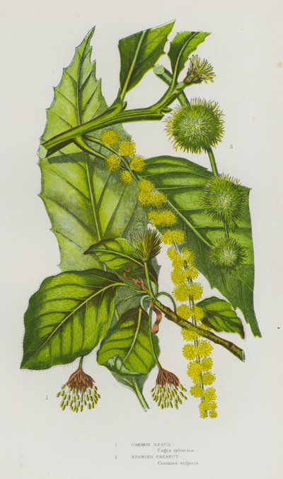 Bloeiende Planten van Groot-Brittannië: Gewone Beuk, Spaanse Kastanje door English School