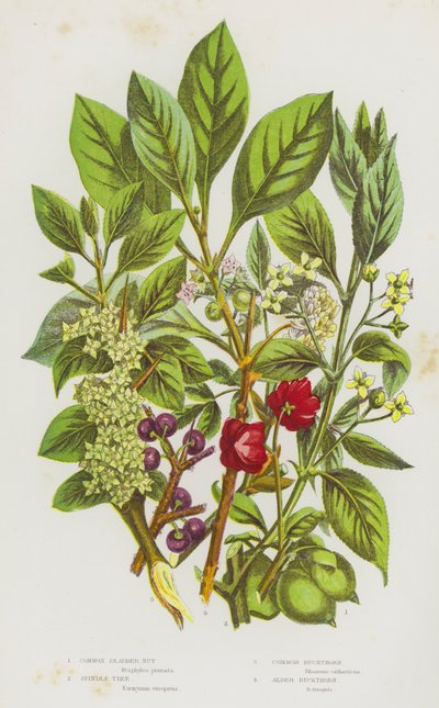 Bloeiende Planten van Groot-Brittannië: Gewone Blaasnoot, Spilboom, Gewone Wegedoorn, Alsem Wegedoorn door English School