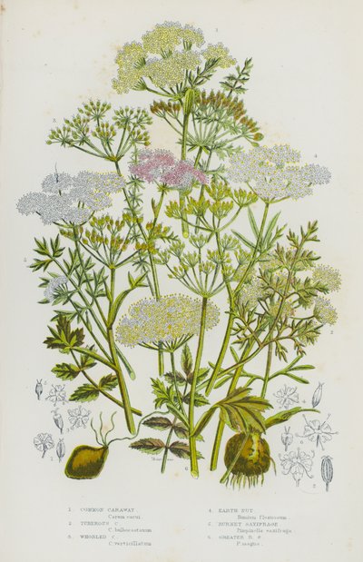 Bloeiende Planten van Groot-Brittannië: Gewone Karwij, Knolkarwij, Kranskarwij, Aardnoot, Grote Pimpernel, Grote Pimpernel door English School