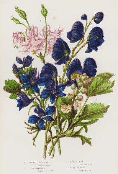 Bloeiende planten van Groot-Brittannië: Gewone Akelei, Veld Ridderspoor, Monnikskap, Bane-Berry door English School