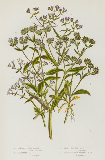 Bloeiende planten van Groot-Brittannië: Gewone Veldsla, Geribbelde Veldsla, Scherpe Veldsla, Gladde Smalvruchtige Veldsla (kleur litho) door English School