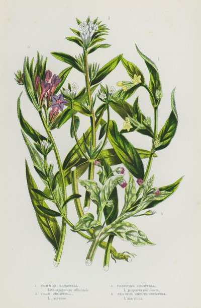 Bloeiende planten van Groot-Brittannië: Gewone Smeerwortel, Koren Smeerwortel, Kruipende Smeerwortel, Zeezijde Gladde Smeerwortel (kleur litho) door English School