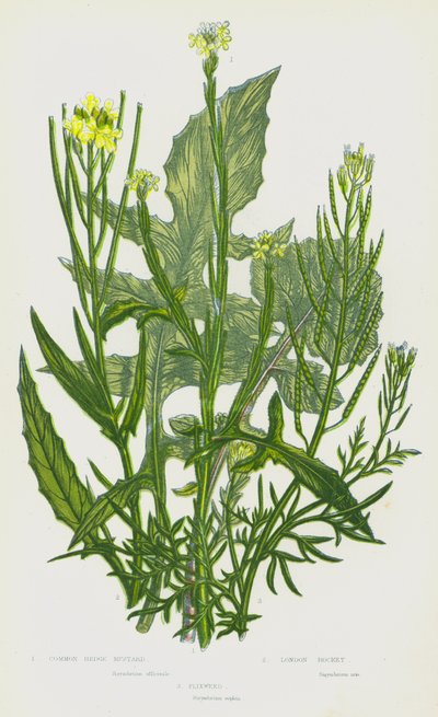 Bloeiende planten van Groot-Brittannië: Gewone Heggenmuskruid, Londense Raket, Vlaszaad door English School