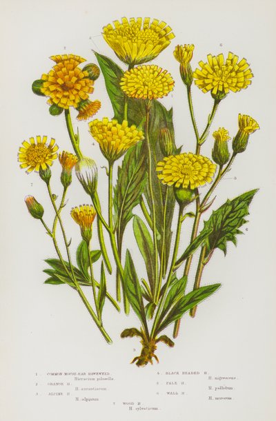 Bloeiende Planten van Groot-Brittannië: Gewoon Muizenoor Havikskruid, Oranje Havikskruid, Alpen Havikskruid, Zwartkop Havikskruid, Bleek Havikskruid, Muur Havikskruid, Bos Havikskruid door English School