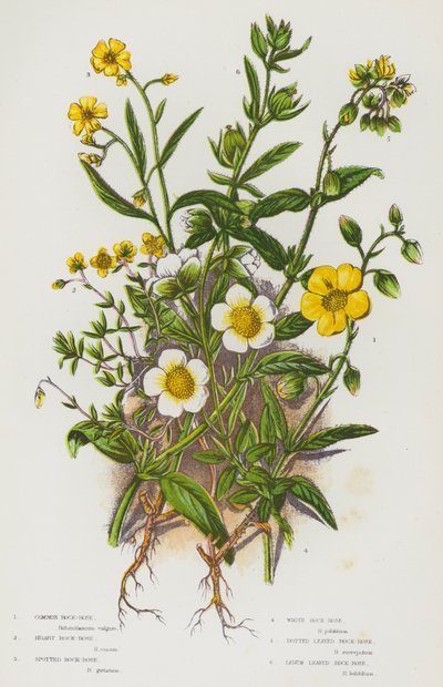 Bloeiende planten van Groot-Brittannië: Gewone Zonneroosje, Grijze Zonneroosje, Gevlekte Zonneroosje, Witte Zonneroosje, Gestippelde Blad Zonneroosje, Ledum Blad Zonneroosje door English School