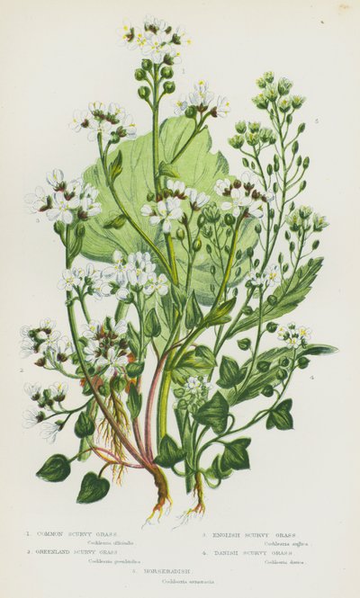 Bloeiende Planten van Groot-Brittannië: Gewone Scheurbuik, Groenlandse Scheurbuik, Engelse Scheurbuik, Deense Scheurbuik, Mierikswortel door English School