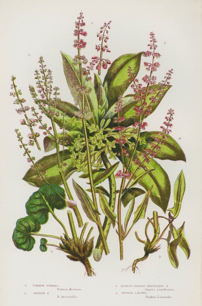 Bloeiende Planten van Groot-Brittannië: Veldzuring, Schapezuring, Nierbladige Bergzuring, Wolfsmelk door English School