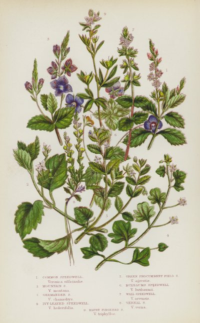Bloeiende Planten van Groot-Brittannië: Gewone Ereprijs, Berg Ereprijs, Gamander Ereprijs, Klimopbladige Ereprijs, Groene Kruipende Veldereprijs, Buxbaums Ereprijs, Muur Ereprijs, Voorjaars Ereprijs, Stompe Vinger Ereprijs door English School