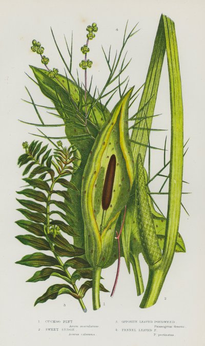 Bloeiende Planten van Groot-Brittannië: Aronskelk, Zoete Veder, Tegenovergestelde Bladige Vijverplant, Venkelbladige Vijverplant (kleur litho) door English School
