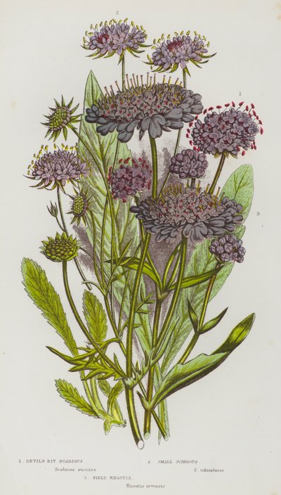 Bloeiende Planten van Groot-Brittannië: Duivels-Bit Scabiosa, Kleine Scabiosa, Veldknautia door English School