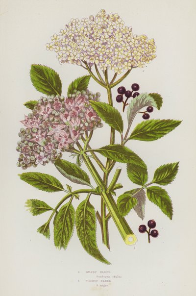 Bloeiende planten van Groot-Brittannië: Dwergvlier, Gewone Vlier (kleur litho) door English School