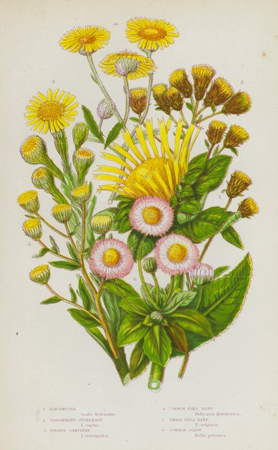 Bloeiende Planten van Groot-Brittannië: Alant, Ploughmans Spikenard, Gouden Zeekraal, Gewone Vlooienkruid, Kleine Vlooienkruid, Gewone Madelief door English School