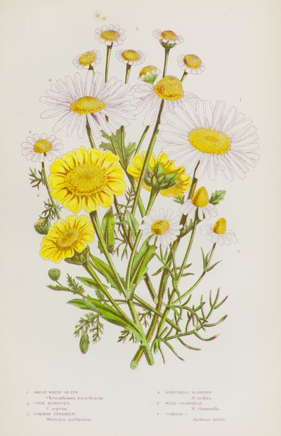 Bloeiende planten van Groot-Brittannië: Grote Witte Osseoog, Korenbloem, Gewone Moederkruid, Geurloze Kamille, Wilde Kamille, Gewone Kamille door English School