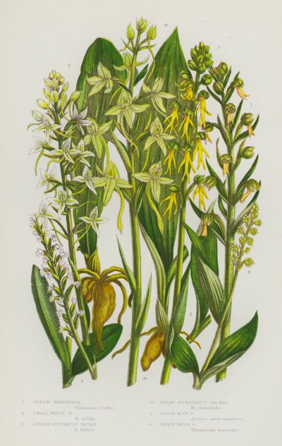 Bloeiende Planten van Groot-Brittannië: Groene Nachtorchis, Kleine Witte Nachtorchis, Kleine Vlinderorchis, Grote Vlinderorchis, Groene Mannetjesorchis, Groene Muskuskruid door English School