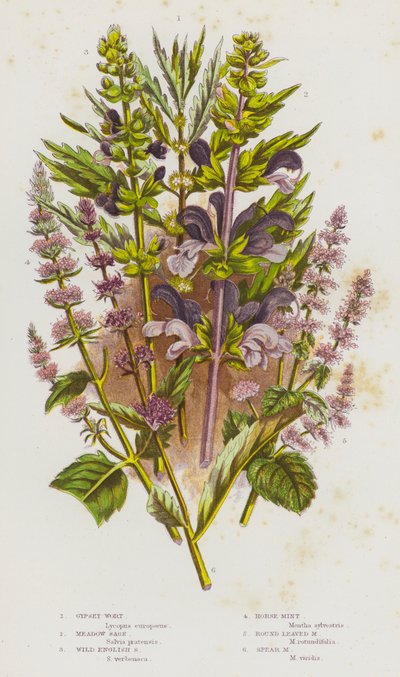 Bloeiende Planten van Groot-Brittannië: Gipskruid, Weide Salie, Wilde Engelse Salie, Paardenmunt, Rondbladige Munt, Speermunt door English School