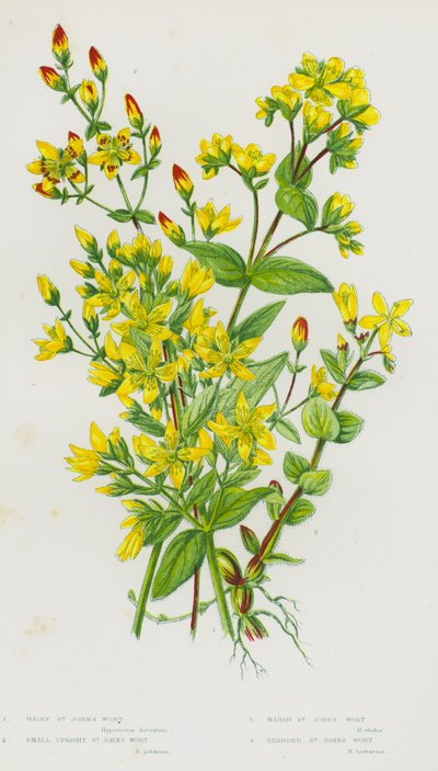 Bloeiende Planten van Groot-Brittannië: Harige Sint-Janskruid, Kleine Rechte Sint-Janskruid, Moeras Sint-Janskruid, Baard Sint-Janskruid door English School