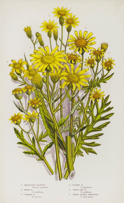 Bloeiende planten van Groot-Brittannië: Onelegante Jacobskruid, Grijze Jacobskruid, Gewone Jacobskruid, Moeras Jacobskruid, Grote Veen Jacobskruid, Breedbladige Kruiskruid door English School