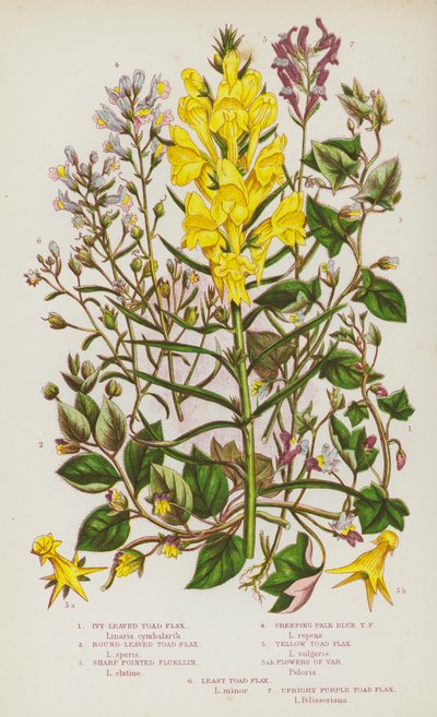 Bloeiende Planten van Groot-Brittannië: Klimopbladige Toad Flax, Rondbladige Toad Flax, Scherp Puntige Fluellin, Kruipende Bleekblauwe Toad Flax, Gele Toad Flax, Bloemen van Var, Kleinste Toad Flax, Rechte Paarse Toad Flax door English School