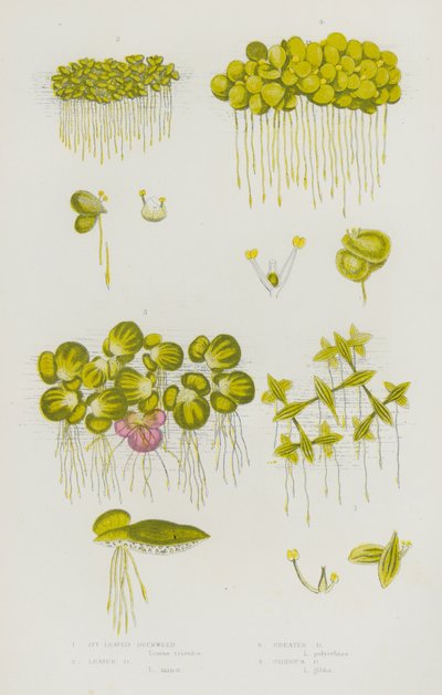 Bloeiende Planten van Groot-Brittannië: Klimopbladige Eendenkroos, Kleine Eendenkroos, Grote Eendenkroos, Gebochelde Eendenkroos (kleur litho) door English School