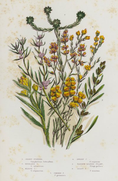 Bloeiende Planten van Groot-Brittannië: Jersey Cudweed, Hoogland Cudweed, Moeras Cudweed, Dwerg Cudweed, Smalbladige Filago, Kleinste Filago, Gewone Filago door English School