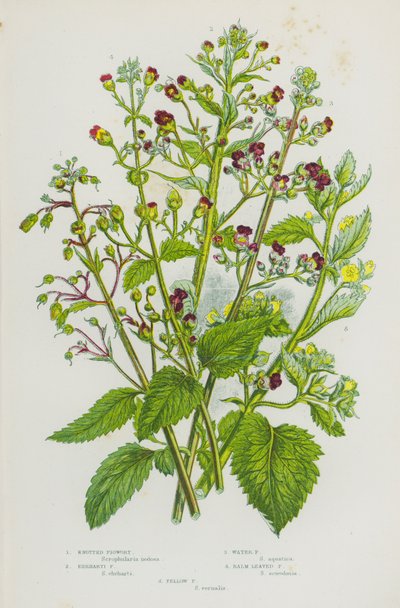 Bloeiende Planten van Groot-Brittannië: Geknoopte Helmkruid, Ehrharti Helmkruid, Water Helmkruid, Balsembladige Helmkruid, Gele Helmkruid door English School