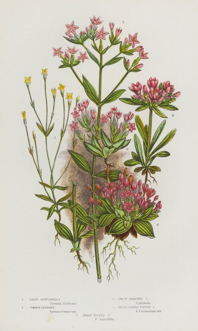 Bloeiende planten van Groot-Brittannië: Klein Gentiaan, Gewone Centaurie, Dwerg Vertakte Centaurie, Breedbladige Troscentaurie, Dwerg Troscentaurie (kleur litho) door English School