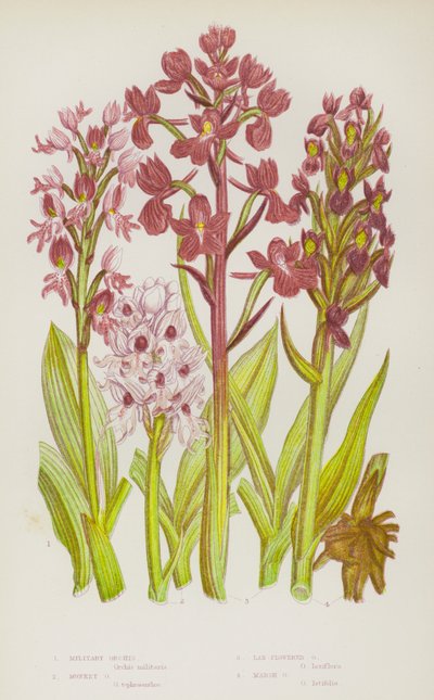 Bloeiende Planten van Groot-Brittannië: Militaire Orchis, Apenorchis, Losbloemige Orchis, Moerasorchis door English School