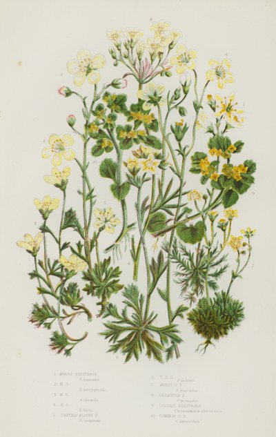Bloeiende Planten van Groot-Brittannië: Mossteenbreek, Mossteenbreek, Mossteenbreek, Mossteenbreek, Trossteenbreek, Trossteenbreek, Mossteenbreek, Geraniumsteenbreek, Gouden Steenbreek, Gewone Gouden Steenbreek (kleur litho) door English School
