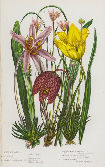 Bloeiende Planten van Groot-Brittannië: Berg Lloydia, Wilde Tulp, Gewone Kievitsbloem, Gewone Weide Saffraan, Berg Schotse Affodil, Gelede Pijpenkruid door English School