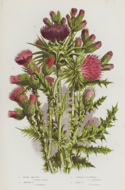 Bloeiende Planten van Groot-Brittannië: Muskusdistel, Gevleugelde Distel, Slanke Bloemige Distel, Mariadistel door English School