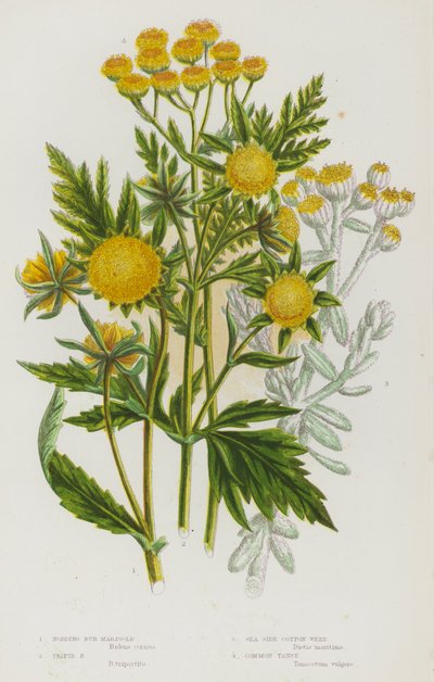 Bloeiende planten van Groot-Brittannië: Knikkende Bur Marigold, Trifid Bur Marigold, Zeekatoen Onkruid, Gewone Tansy door English School