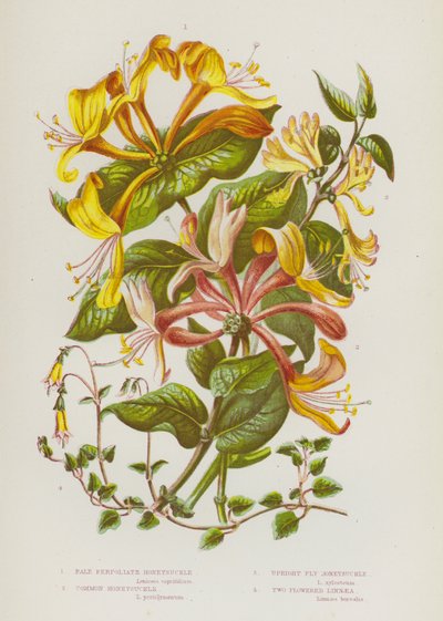 Bloeiende Planten van Groot-Brittannië: Bleke Perfoliate Kamperfoelie, Gewone Kamperfoelie, Rechte Vlieg Kamperfoelie, Twee Bloemige Linnaea door English School