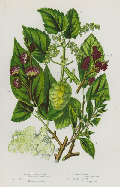 Bloeiende Planten van Groot-Brittannië: Muurpeper, Hop, Gewone Iep, Breedbladige Iep door English School