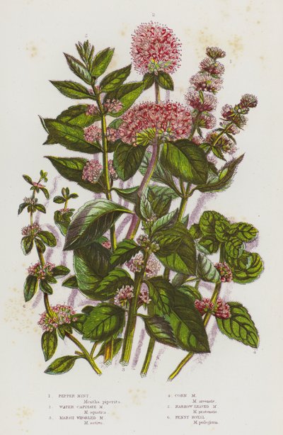 Bloeiende Planten van Groot-Brittannië: Pepermunt, Water Hoofdmunt, Moeras Kransmunt, Korenmunt, Smalbladige Munt, Polei door English School