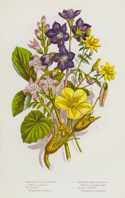 Bloeiende Planten van Groot-Brittannië: Gele Wederik, Waterdrieblad, Nymphaea-achtige Villarsia, Jacobs Ladder door English School