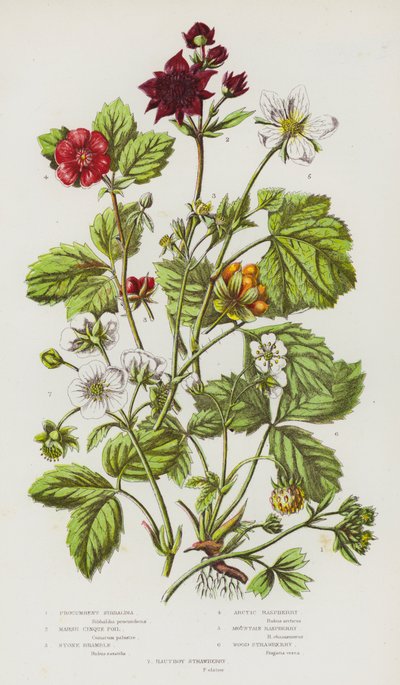 Bloeiende Planten van Groot-Brittannië: Kruipende Sibbaldia, Moeras Vijfvingerkruid, Steen Braam, Arctische Framboos, Berg Framboos, Bos Aardbei, Hautboy Aardbei door English School