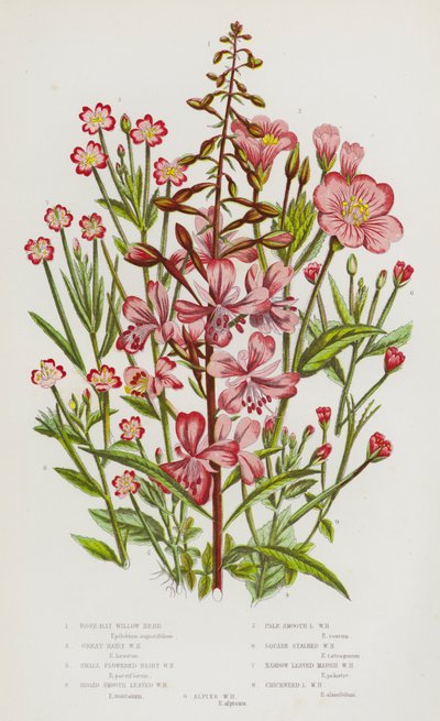 Bloeiende Planten van Groot-Brittannië: Wilgenroosje, Groot Harig Wilgenroosje, Kleinbloemig Harig Wilgenroosje, Breed Gladde Blad Wilgenroosje, Bleek Gladde Blad Wilgenroosje, Vierkante Stengel Wilgenroosje, Smalbladige Moeras Wilgenroosje, Vogelmuur door English School