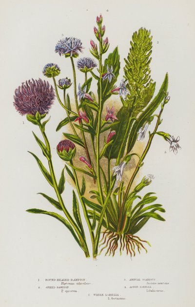 Bloeiende Planten van Groot-Brittannië: Rondkoppige Rampion, Spitse Rampion, Eenjarige Scabiosa, Scherpe Lobelia, Water Lobelia door English School