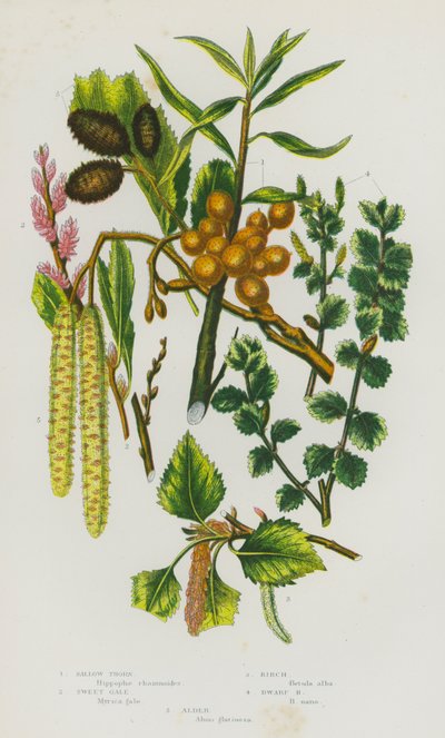 Bloeiende Planten van Groot-Brittannië: Duindoorn, Zoete Gale, Berk, Dwergberk, Els door English School
