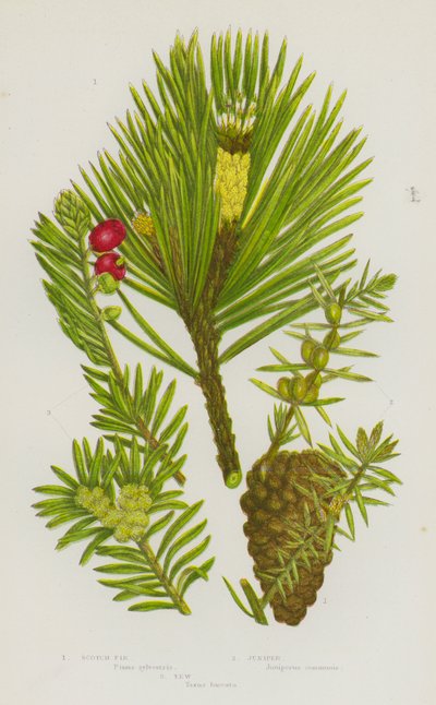 Bloeiende Planten van Groot-Brittannië: Grove Den, Jeneverbes, Taxus door English School