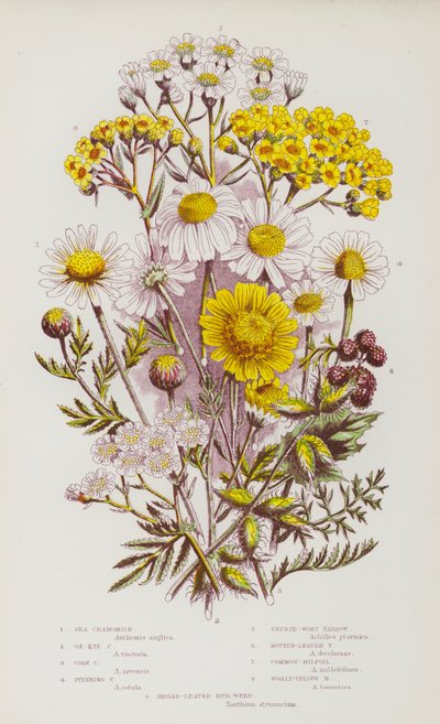 Bloeiende planten van Groot-Brittannië: Zee Kamille, Oogkamille, Korenkamille, Stinkende Kamille, Nieskruid Duizendblad, Gevlektbladige Duizendblad, Gewone Duizendblad, Wolgele Duizendblad, Breedbladige Klis (kleur litho) door English School