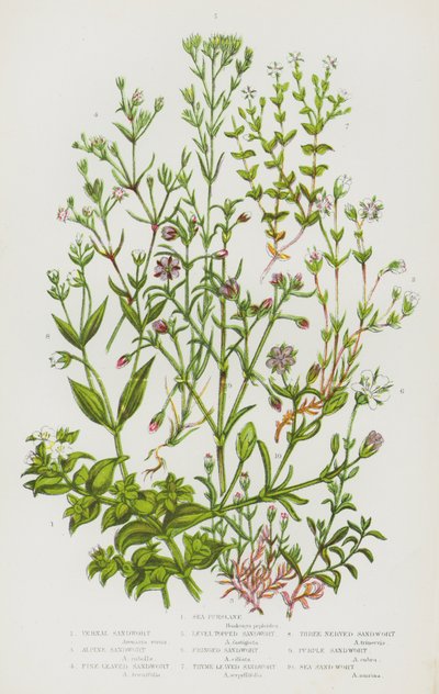 Bloeiende Planten van Groot-Brittannië: Zeepostelein, Voorjaarszandkruid, Alpenzandkruid, Fijnbladig Zandkruid, Vlakgetopte Zandkruid, Franjezandkruid, Tijmbladig Zandkruid, Drienervig Zandkruid, Paars Zandkruid, Zeekruid door English School