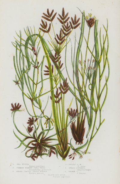 Bloeiende Planten van Groot-Brittannië: Zee Ruppia, Gewone Gehoornde Vijver Wier, Breedbladige Gras Wrack, Dwerg Gras Wrack, Zoete Cyperus, Bruine Cyperus, Zwarte Moeras Riet door English School