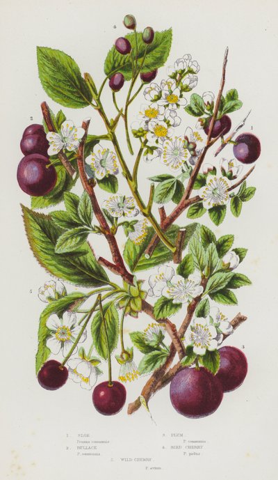 Bloeiende planten van Groot-Brittannië: Sleedoorn, Kerspruim, Pruim, Vogelkers, Wilde kers door English School
