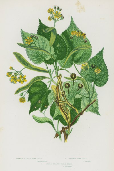 Bloeiende Planten van Groot-Brittannië: Gladde Linde, Gewone Linde, Grootbladige Linde door English School
